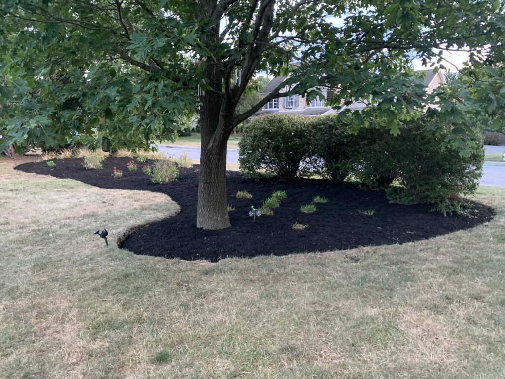 A black mulched yard with a tree in the middle.