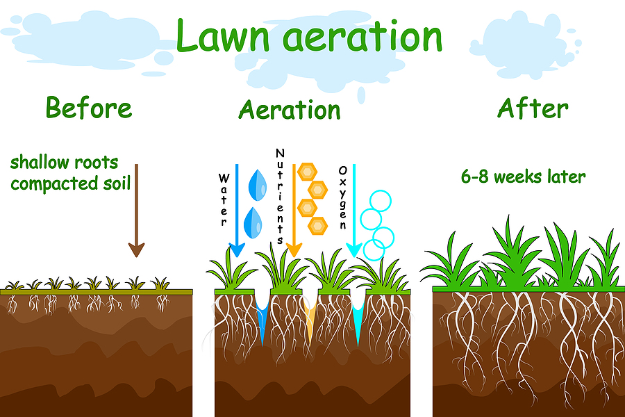Lawn Aeration services