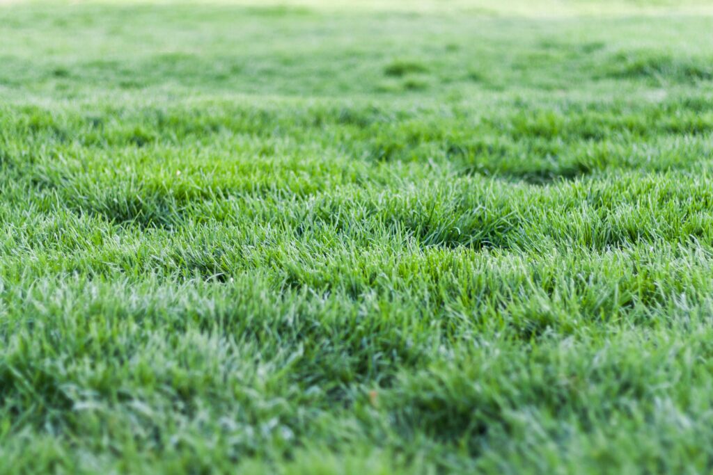 lawn aeration service