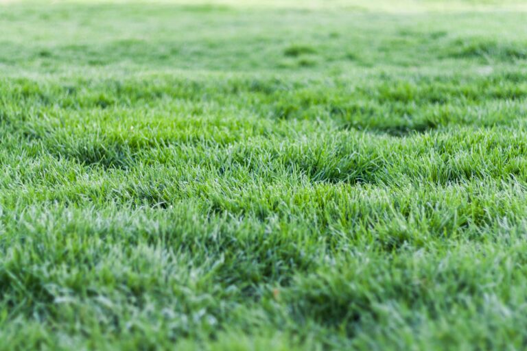 lawn aeration service