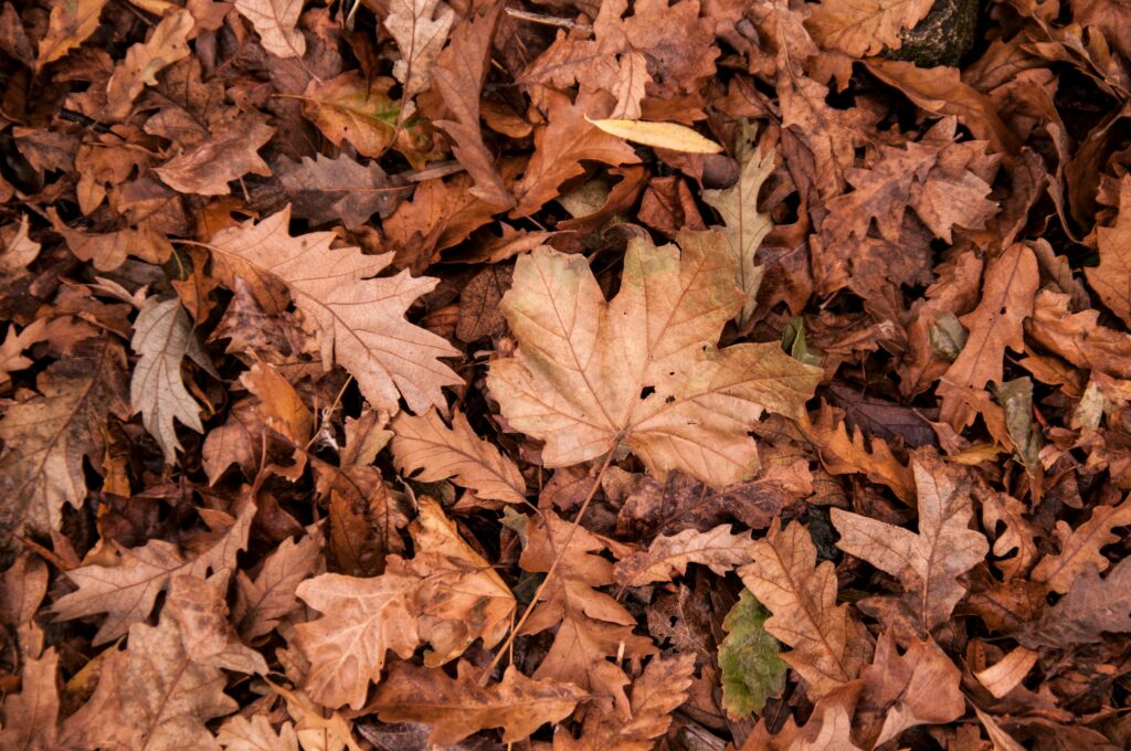 when should I aerate my lawn