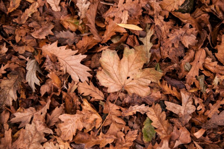 when should I aerate my lawn