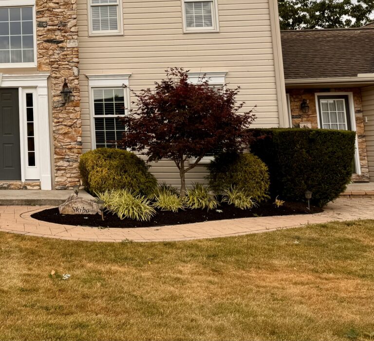 Japanese Maple