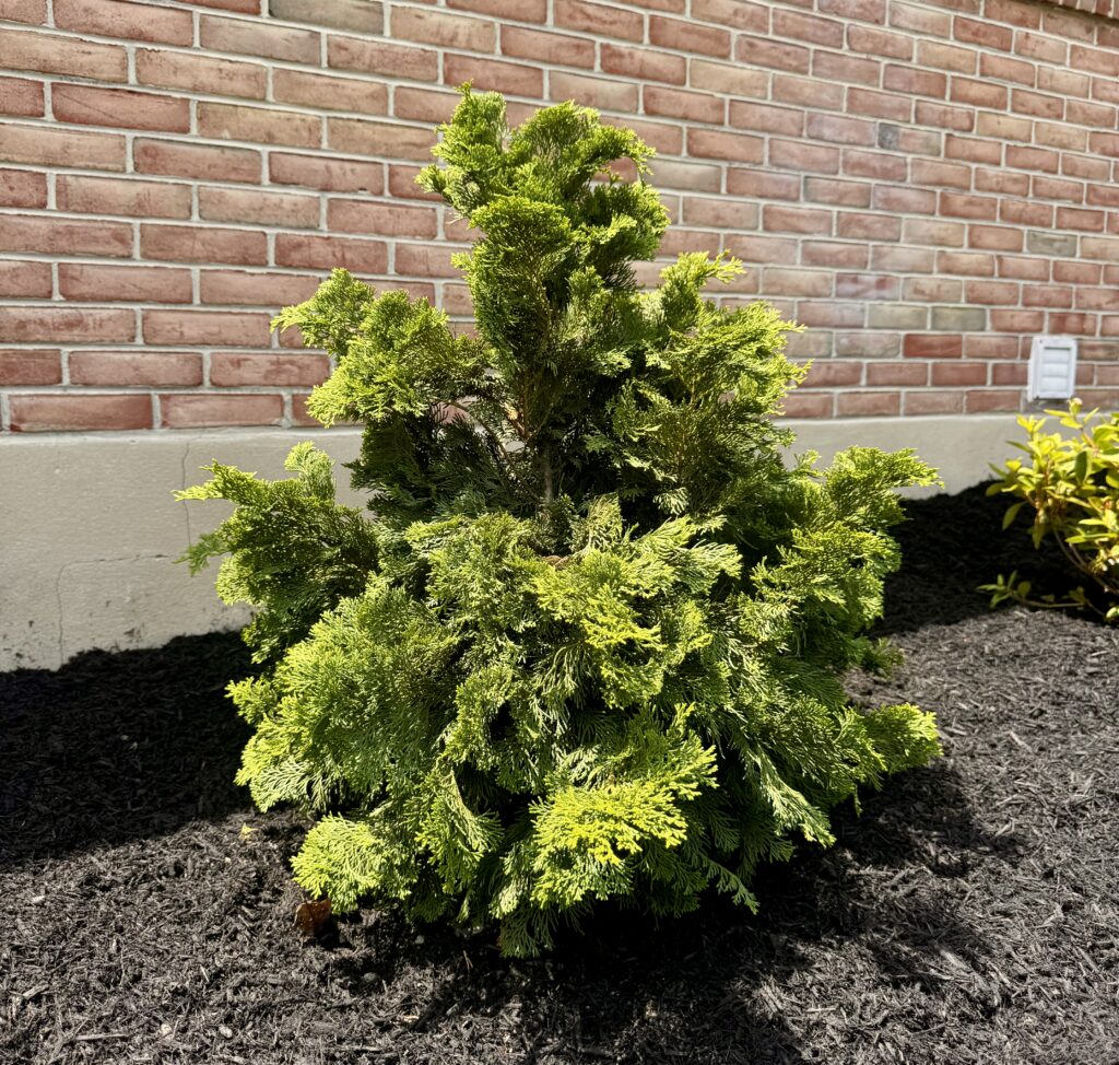 Hinoki Cypress, Mechanicsburg PA