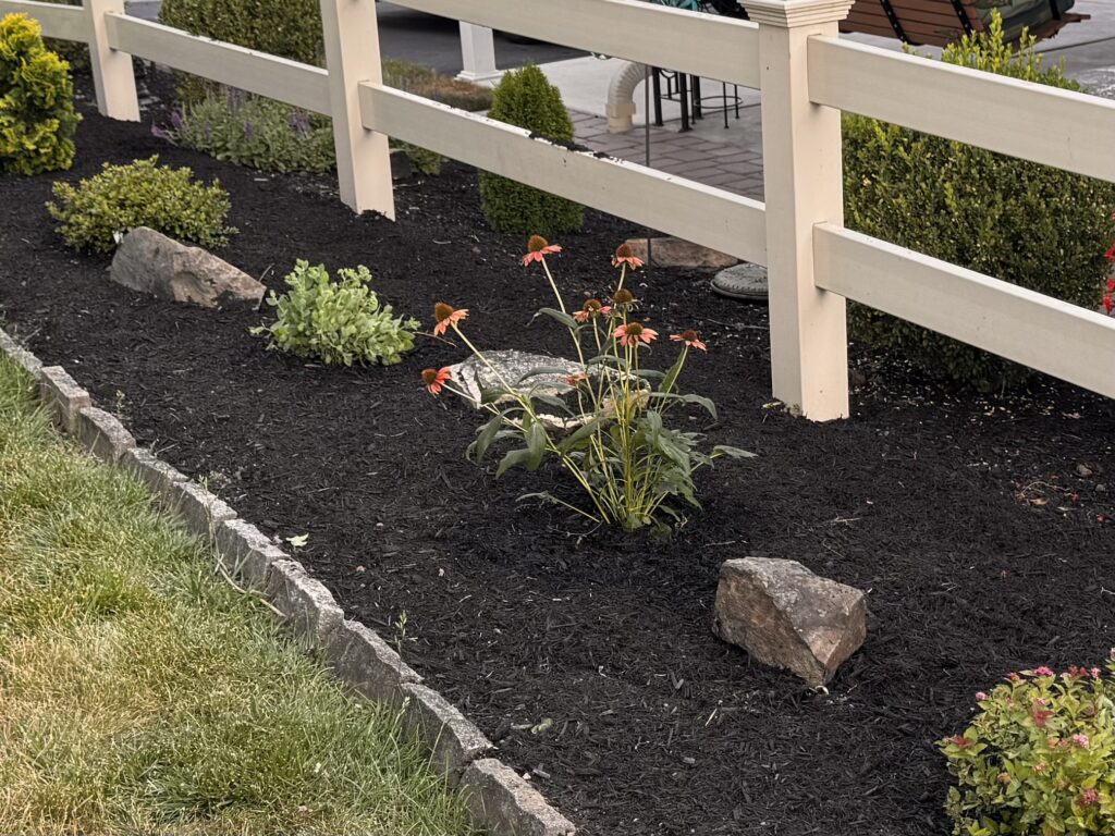 low maintenance plants – Top 8 Low Maintenance Plants That Thrive in Mechanicsburg, PA