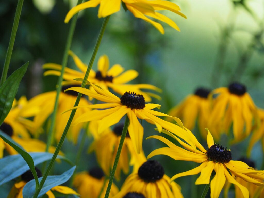 Black-Eyed Susans Low Maintenance landscaping