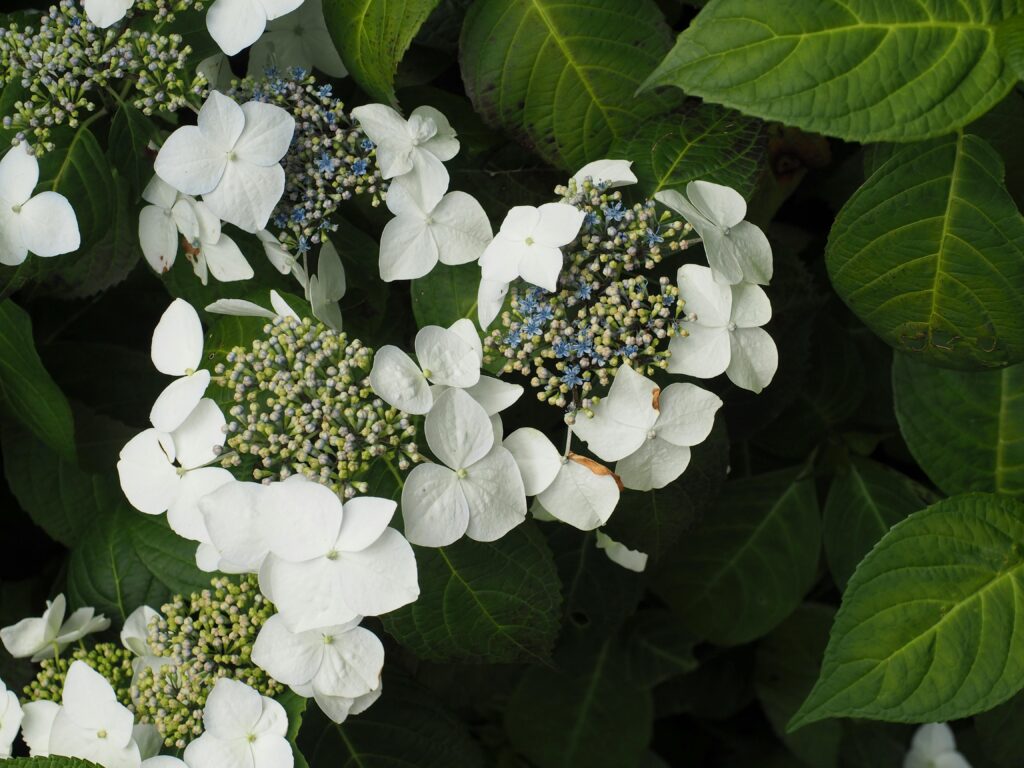 Dwarf Limelight Hydrangeas